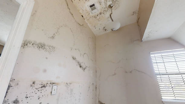 Dehumidification Services in Galeville, NY
