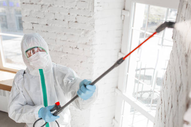 Best Emergency Mold Remediation  in Galeville, NY
