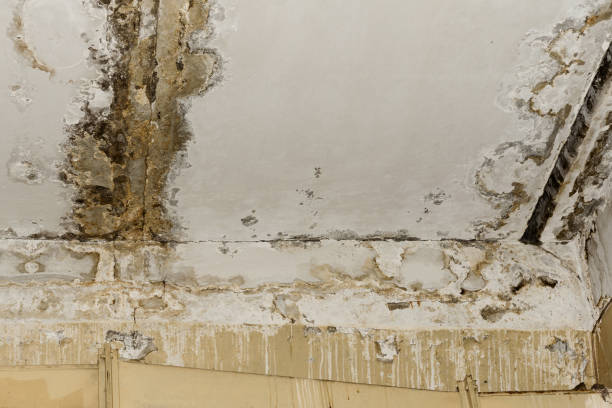 Best Commercial Mold Inspection  in Galeville, NY